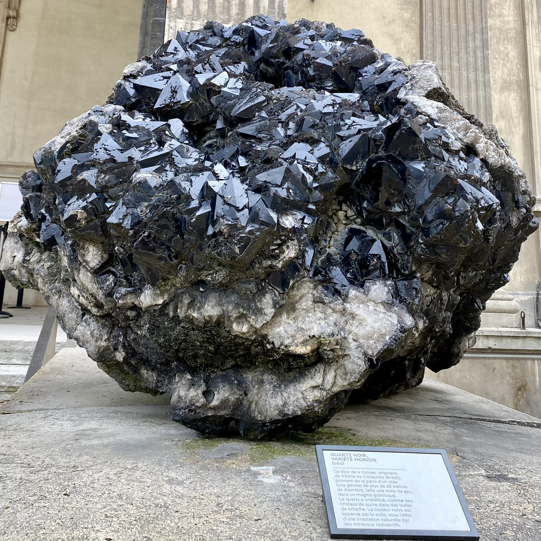 Des arènes de Lutèce au Jardin des Plantes : fauves, flore et plumes